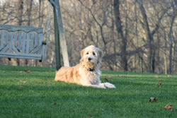 Goldendoodle